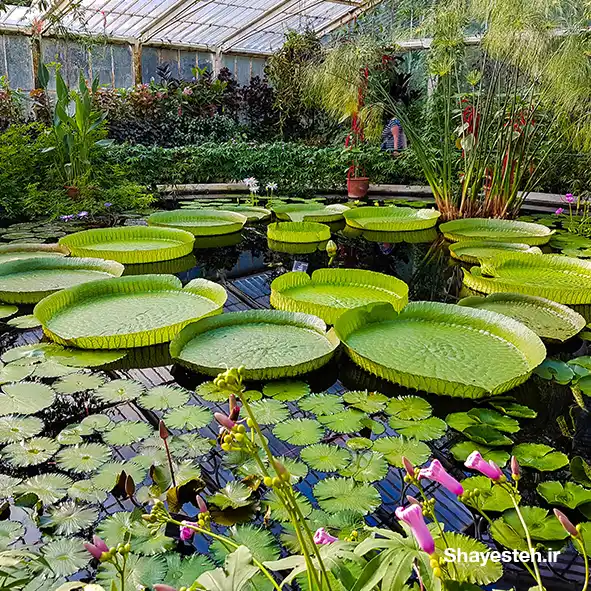 Summer activities at London’s Kew Gardens